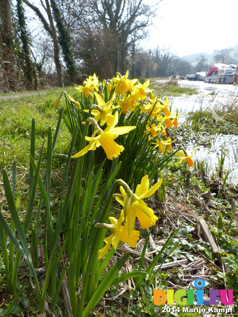 FZ003608 Daffodils by side of canal